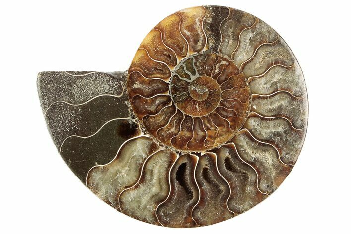 Cut & Polished Ammonite Fossil (Half) - Madagascar #191654